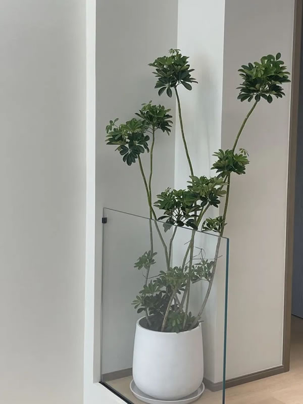 布蘭莎定制家居案例精選 | 如果生活是一首詩