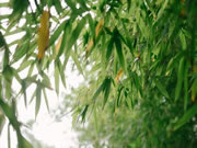 頂固竹香板2.0環(huán)保越級(jí)，再掀行業(yè)變革